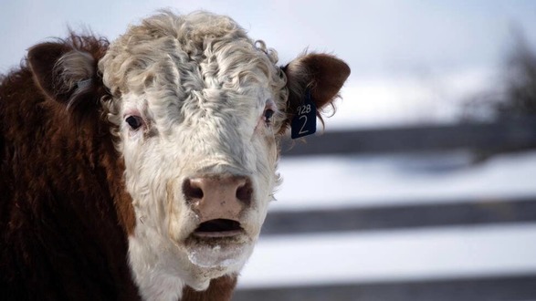 Ужасный взрыв и пожар убили 18 000 коров на молочной ферме в Техасе