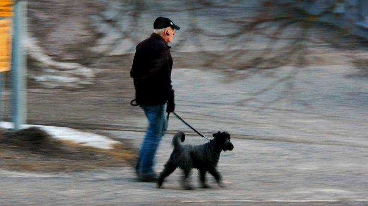 Собака не роскошь, а средство передвижения. В Украине предлагают в аренду домашних животных для прогулок во время карантина