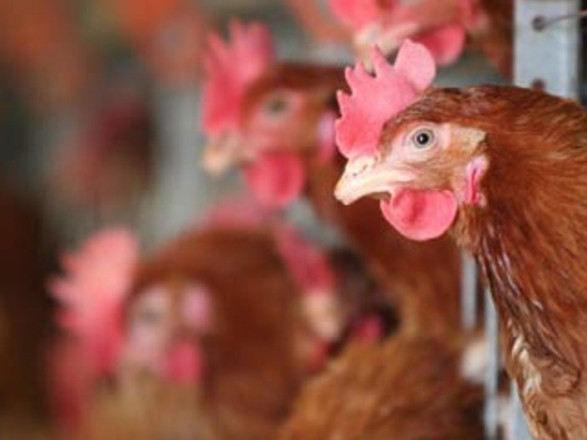 В Китае зафиксирована первая в мире смерть человека от птичьего гриппа H3N8