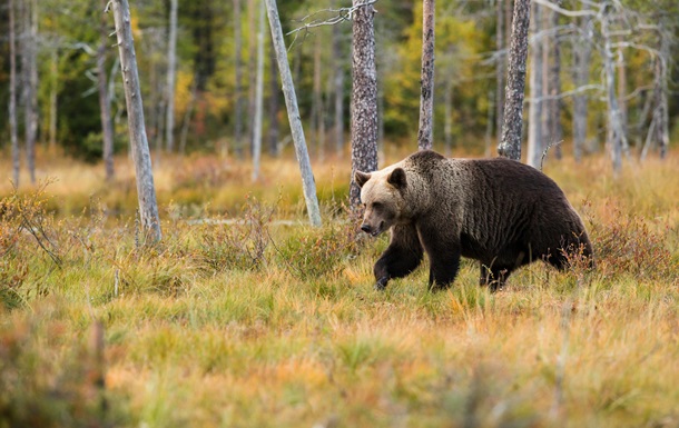 Словакия намерена убить медведей у городов и сел