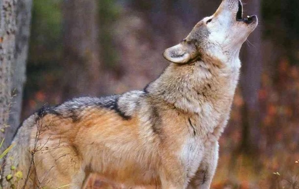В Ровенской области волки похищают собак