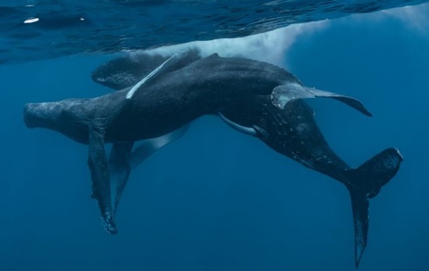 Впервые на камеру попало спаривание горбатых китов. Оба самцы