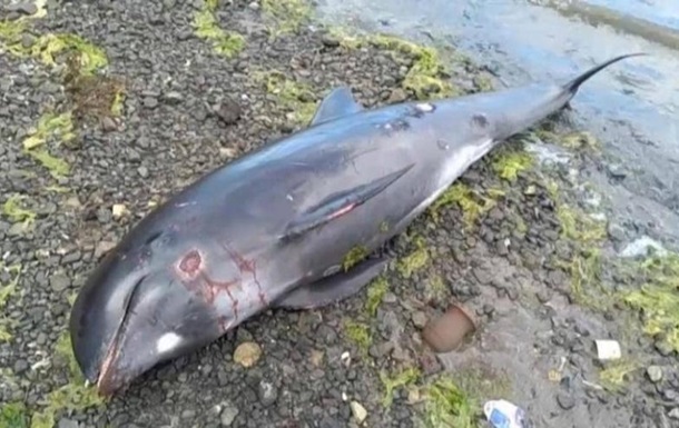 В Черном море из-за военных действий за месяц погибли десятки дельфинов