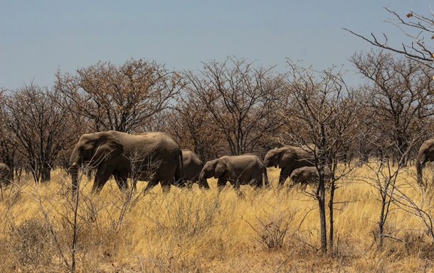 Ботсвана угрожает Германии слонами