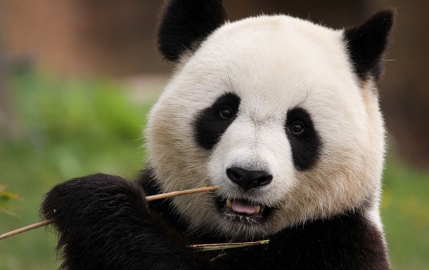 США вернут в Китай последних крупных панд