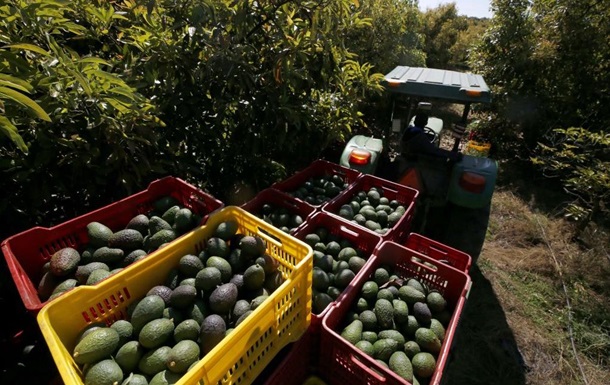 В Мексике грабители украли 40 тонн авокадо