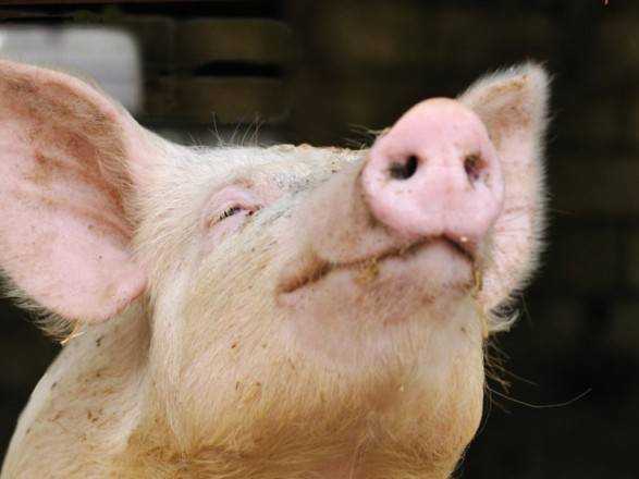 Свині і люди мають більше генетичних подібностей, ніж вважалося раніше