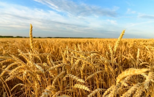 Жатва-2024: 16 областей собирают ранние зерновые, семь - рапс