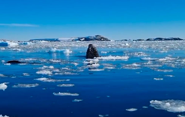Полярники показали, как "шпионят" киты в Антарктике