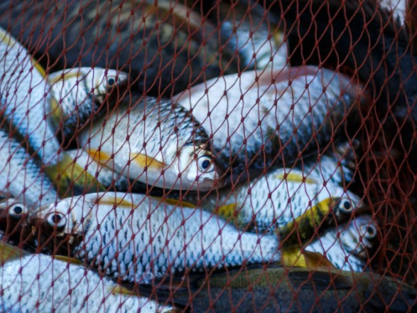 В Украине ужесточат контроль за продажей рыбы
