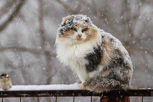 Дощі та мокрий сніг: українців попередили про погіршення погодних умов