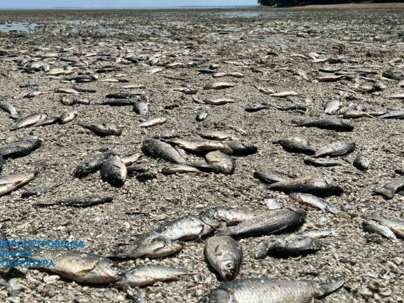 Подрыв Каховской ГЭС: потеряно более 11 тысяч тонн рыбы