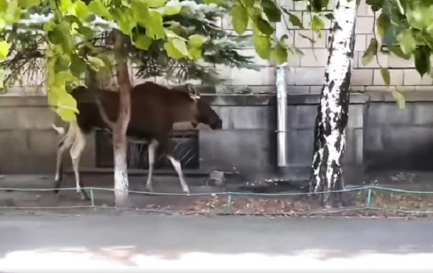 На видео сняли лося, прогуливавшегося в Киеве