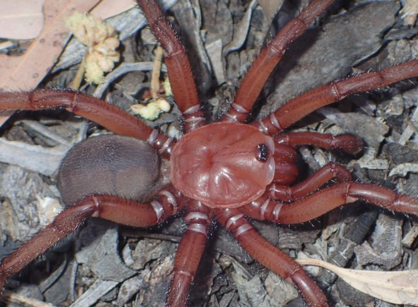 В Австралии обнаружили редкий тип гигантских пауков