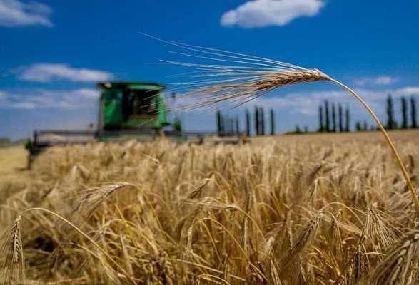Жнива-2022: збір ранніх зернових підходить до завершення
