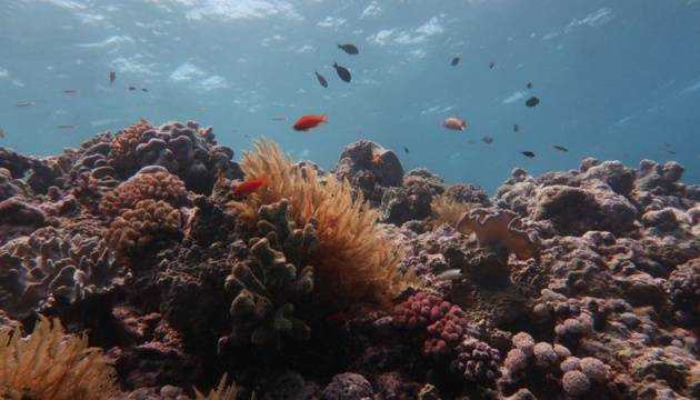 Дослідження показали, що зміна клімату смертельна для коралових рифів