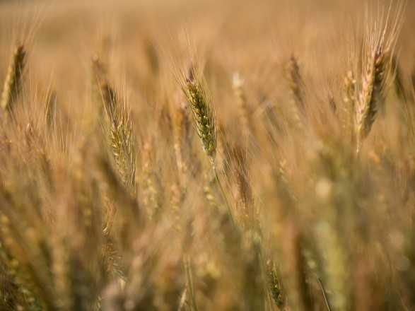 Жатва-2019: в Украине собрано почти 59 млн тонн зерна