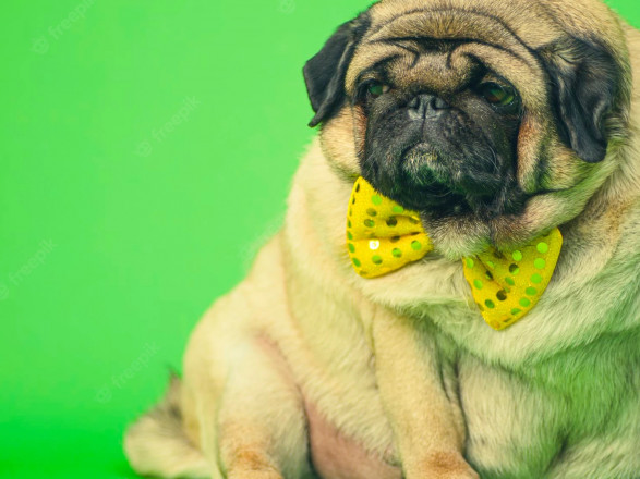 Диетические хитрости для собак: исследователи рассказали, как помочь питомцу легко похудеть