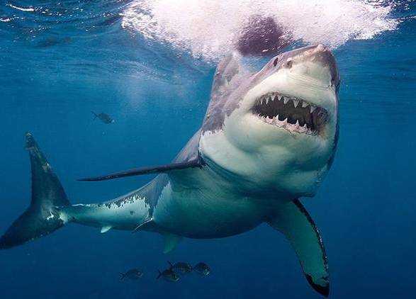 На Гавайях акула откусила ногу туристу
