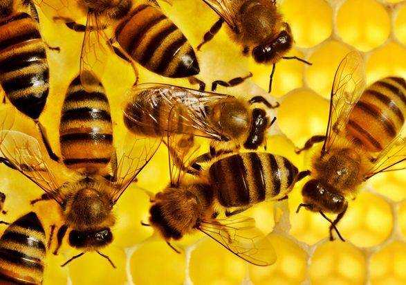 В Харьковской области отравились пчелы