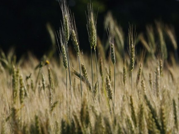 Минагрополитики улучшило прогноз урожая зерновых, но он на 10-15% меньше прошлогоднего