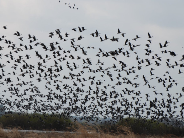 "Очень серьезно пострадали популяции птиц": в результате теракта рф на Каховской ГЭС погибло несколько тысяч животных