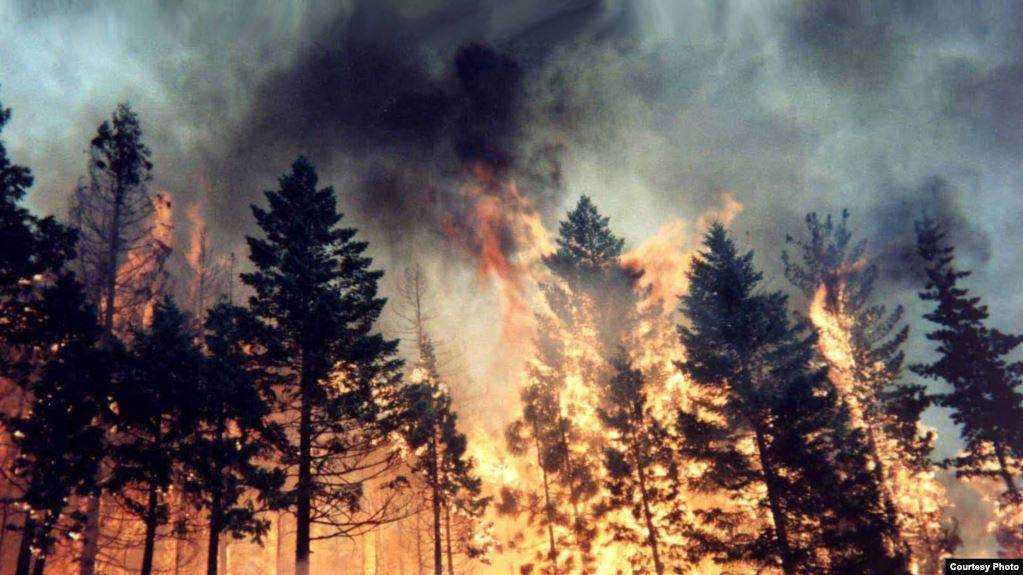 Лесные пожары в РФ не тушат из-за экономии средств