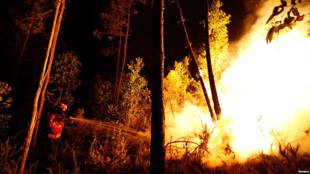 Під Житомиром спалахнула масштабна лісова пожежа