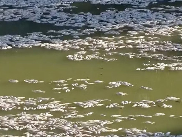 В Австралии тонны мертвой рыбы выбросило на берег из-за жары