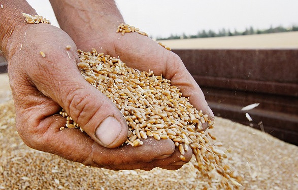ЕС готовит экстренные ограничения на импорт зерна из Украины.