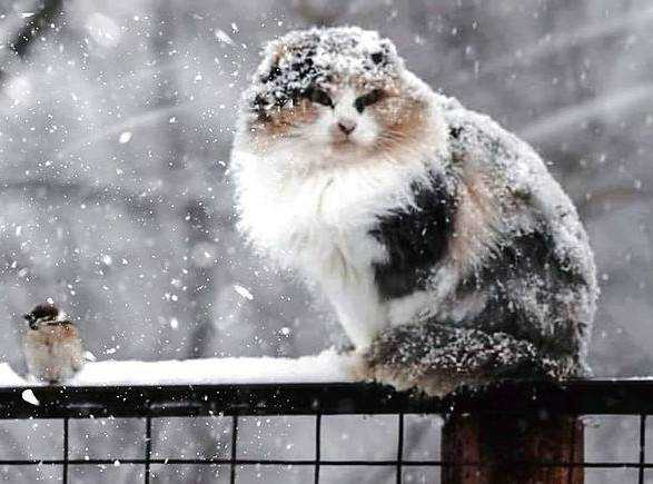 В понеділок на українців чекає мокрий сніг