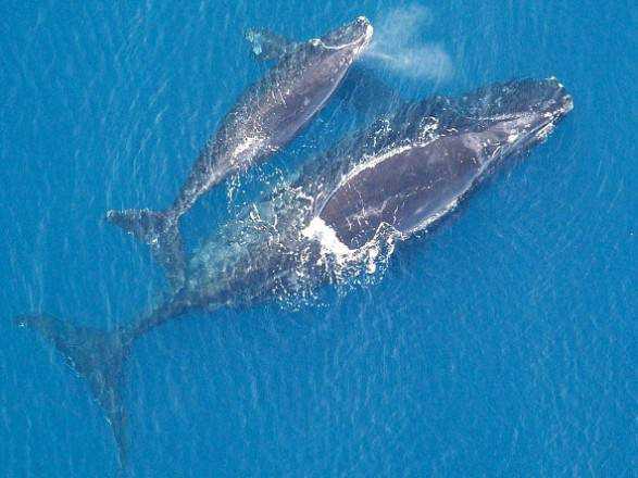 У побережья Канады нашли тела 6 мертвых китов