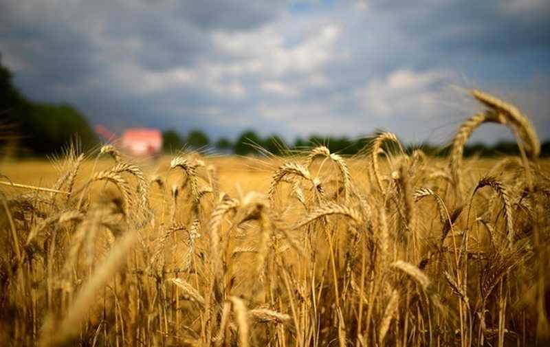Украина существенно нарастила экспорт зерна за 10 лет