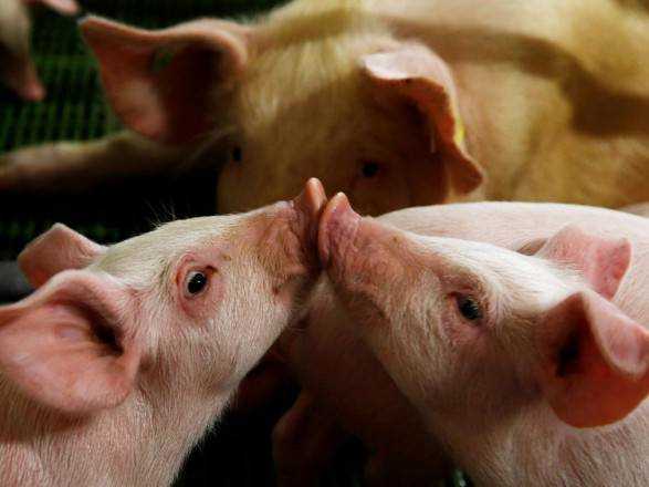 В Україні мінімально зросло поголів'я свиней