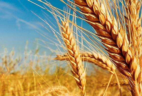 Украинские аграрии намолотили уже 45 млн тонн зерна