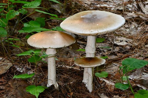 Исследование: ученые нашли противоядие от самого смертоносного гриба