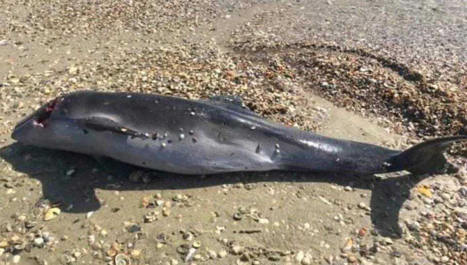 На Одещині масово гинуть дельфіни