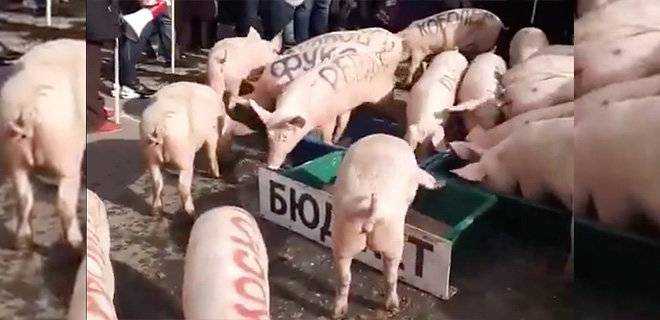 В Киеве возле Житнего рынка выпустили свиней с подписями