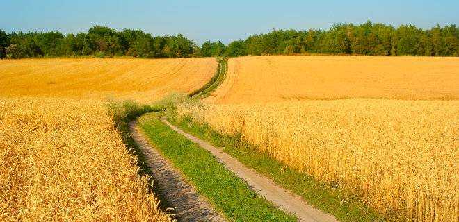 В Україні очікується рекордний урожай в цьому році